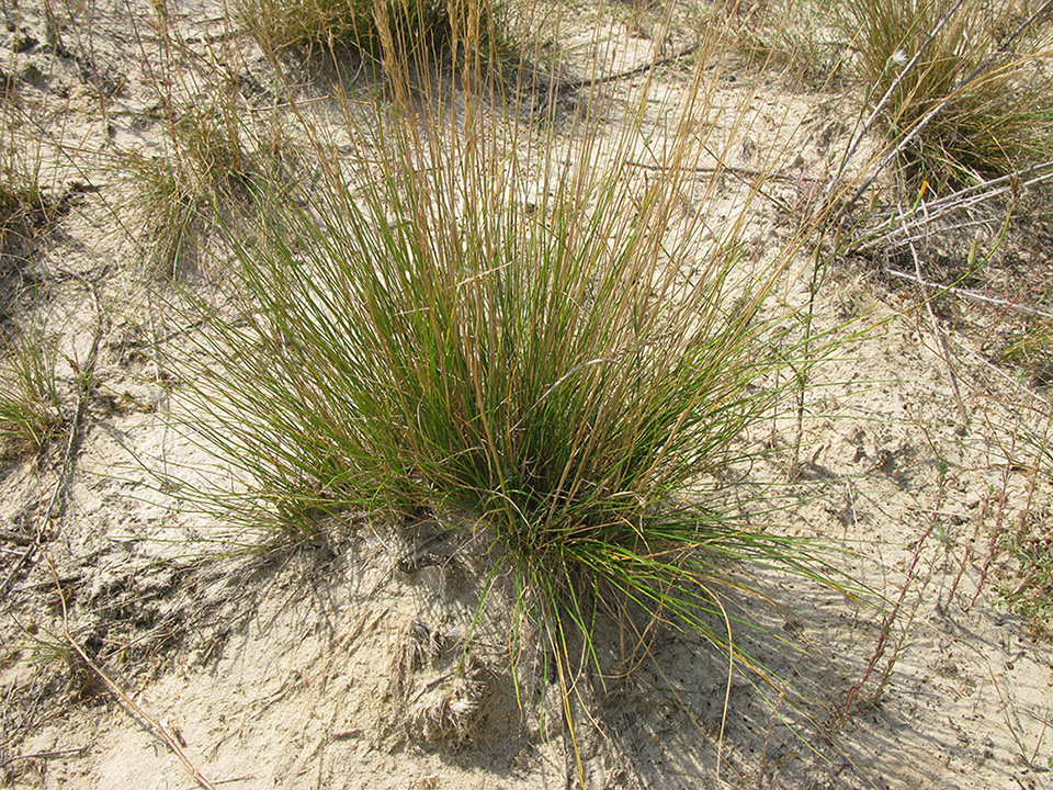 Изображение особи Festuca beckeri.