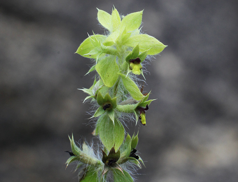 Image of Sideritis montana specimen.