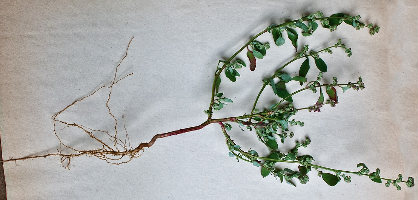 Image of Chenopodium album specimen.