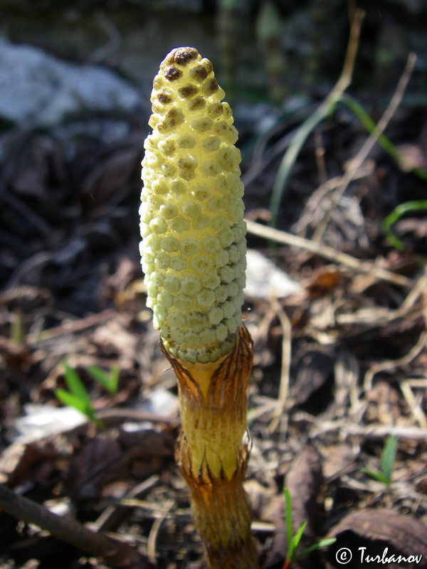 Изображение особи Equisetum telmateia.