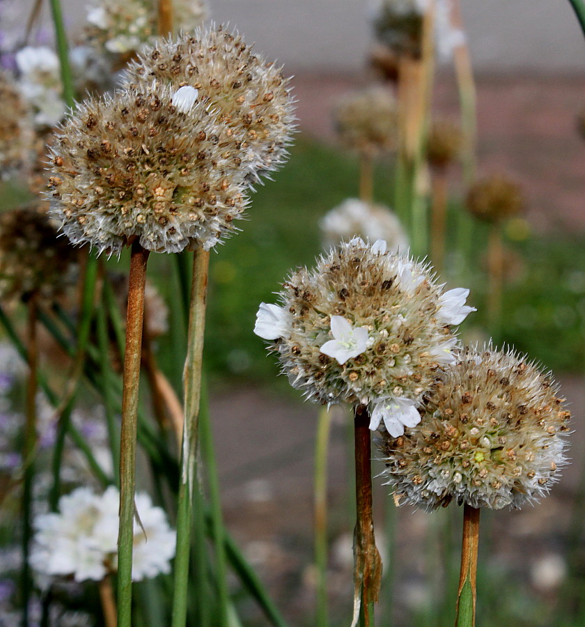 Изображение особи Armeria arenaria.