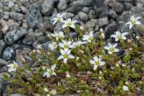 Arenaria pseudofrigida. Побеги с цветками. Кольский п-ов, Хибины, подножие у южного склона массива Кукисвумчорр. 18.06.2013.