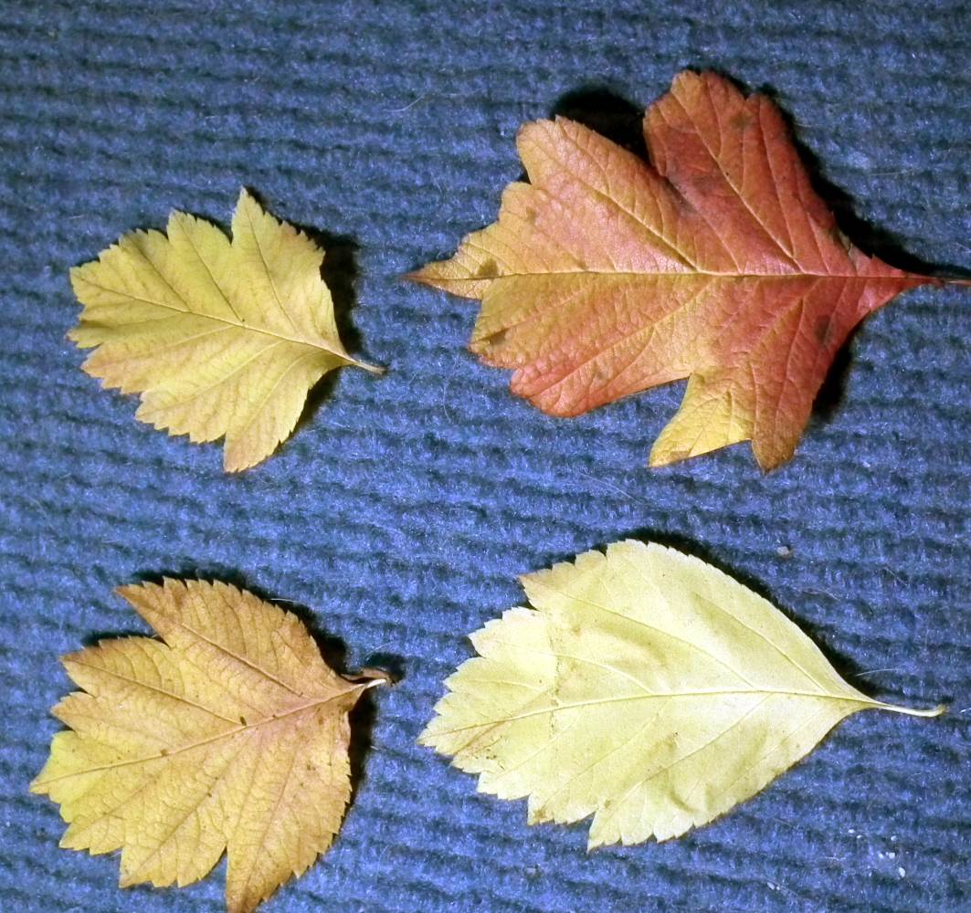 Image of Crataegus nigra specimen.