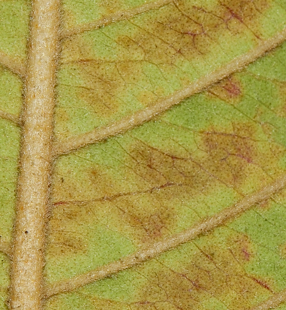 Image of Psidium guajava specimen.