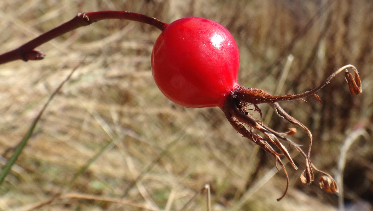 Image of Rosa boissieri specimen.