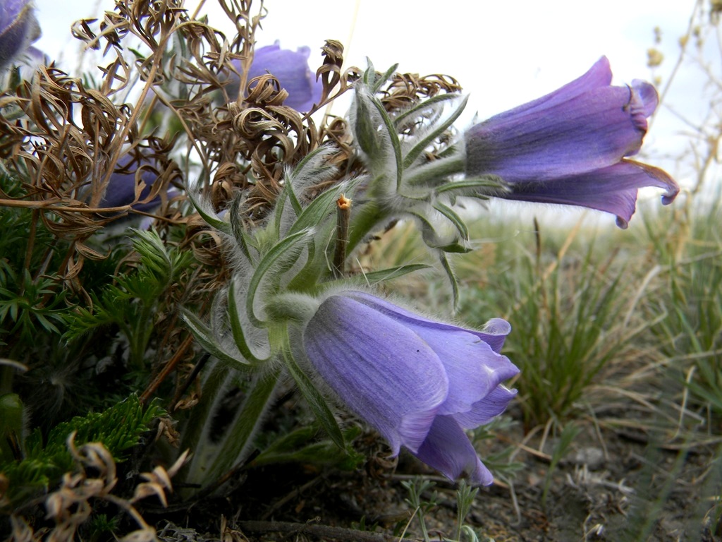 Image of Pulsatilla turczaninovii specimen.