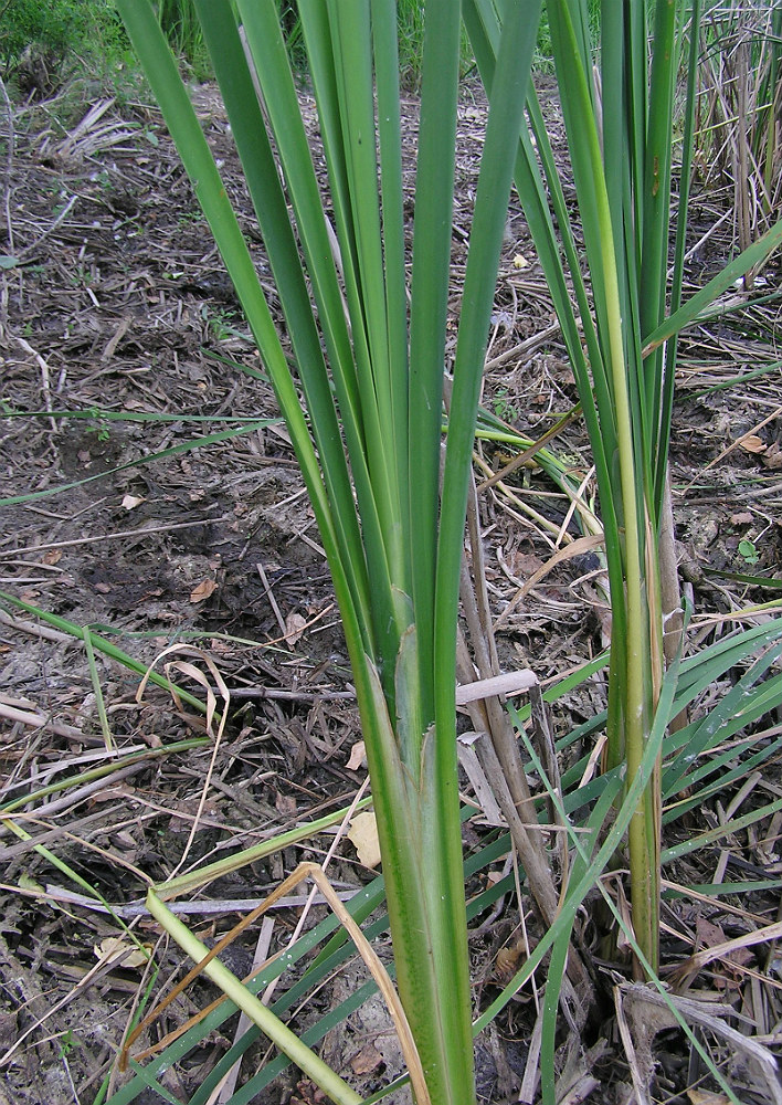 Изображение особи Typha domingensis.