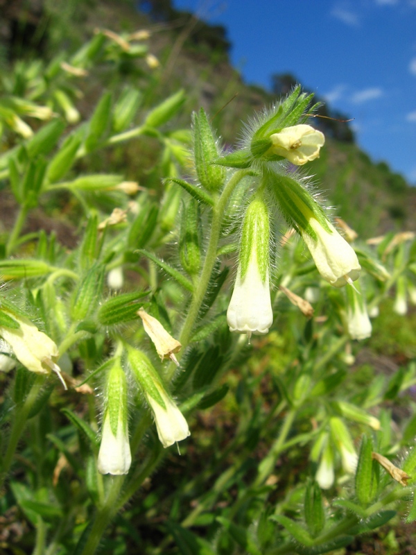 Image of Onosma gmelinii specimen.