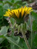 Taraxacum distantilobum. Соцветие. Свердловская обл., окр. г. Североуральск, дачный участок. 09.06.2013.