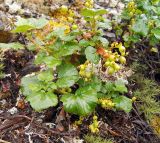 Ribes fragrans