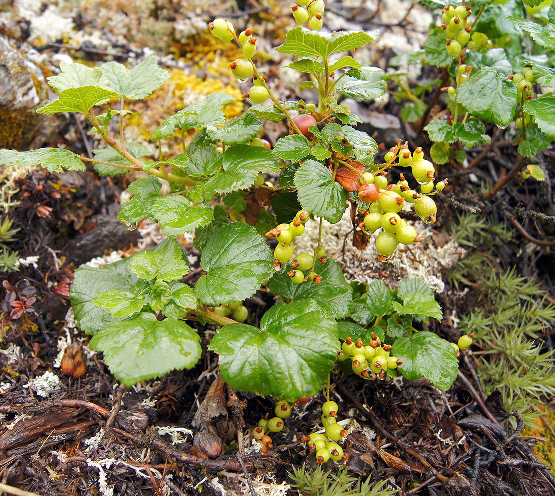 Image of Ribes fragrans specimen.