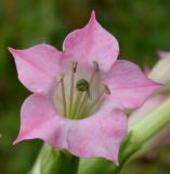 Nicotiana tabacum