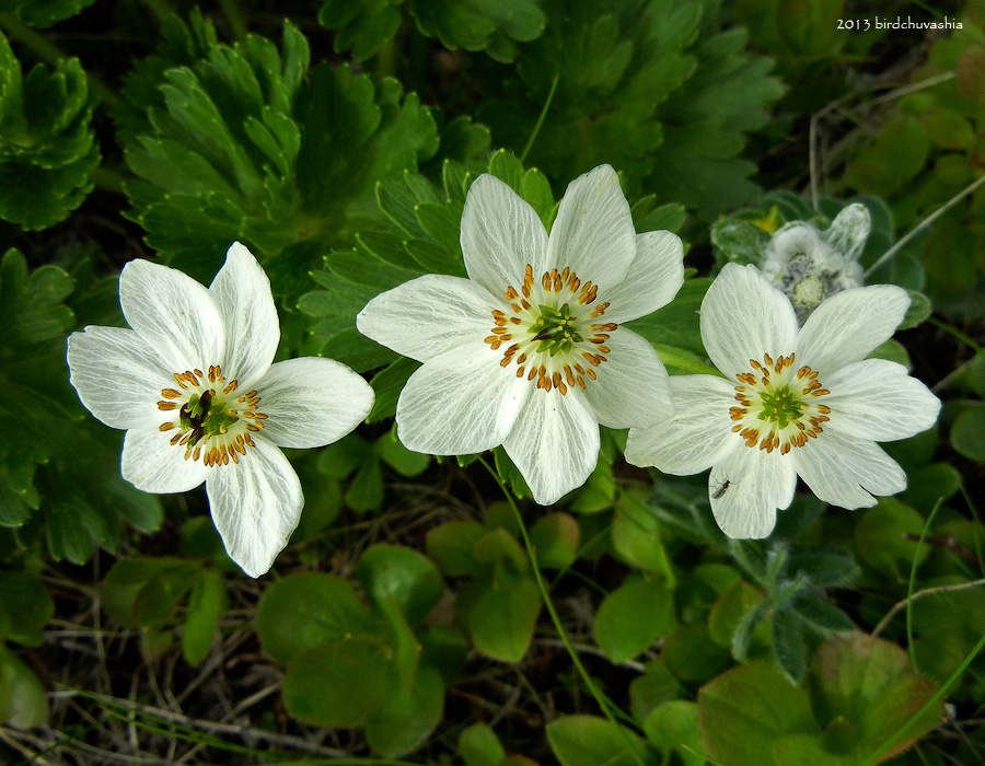 Image of Anemonastrum villosissimum specimen.