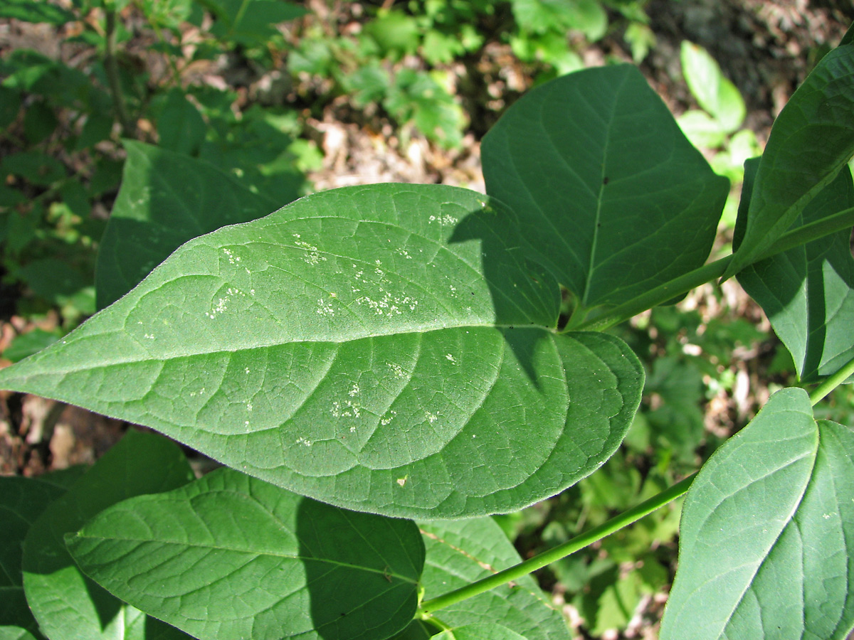 Изображение особи Vincetoxicum rossicum.