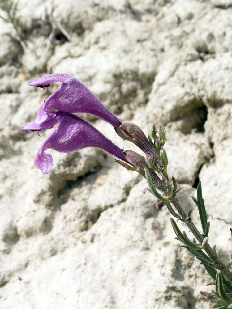 Изображение особи Dracocephalum bipinnatum.