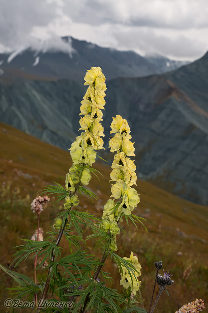 Изображение особи Aconitum anthoroideum.