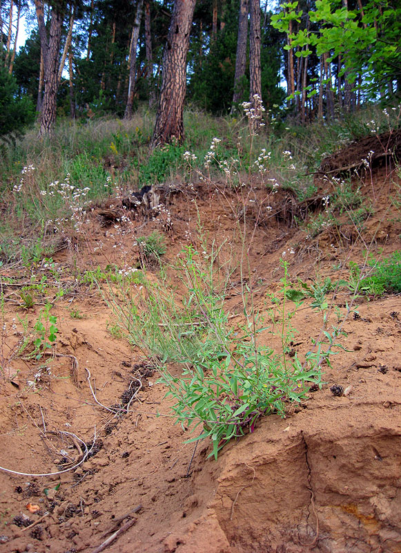 Image of Gypsophila altissima specimen.