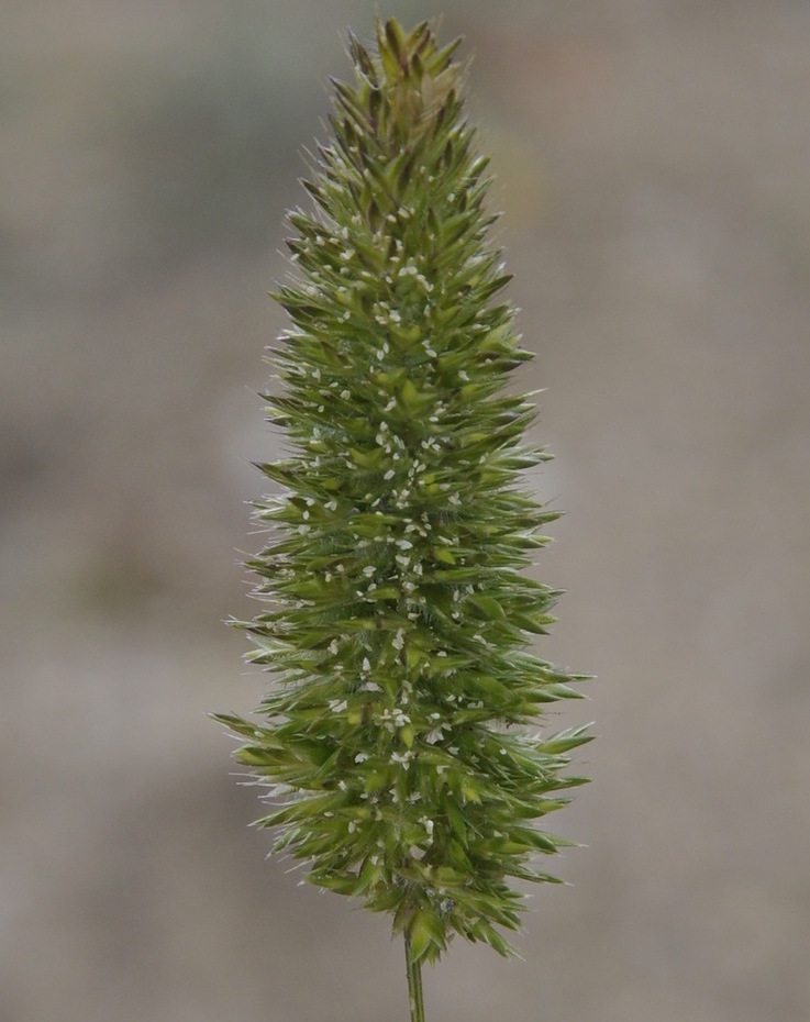 Image of Rostraria cristata specimen.