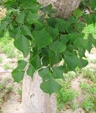 Erythrina lysistemon. Молодые побеги в нижней части ствола. Израиль, г. Беэр-Шева, городское озеленение. 25.03.2014.