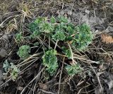 Artemisia absinthium