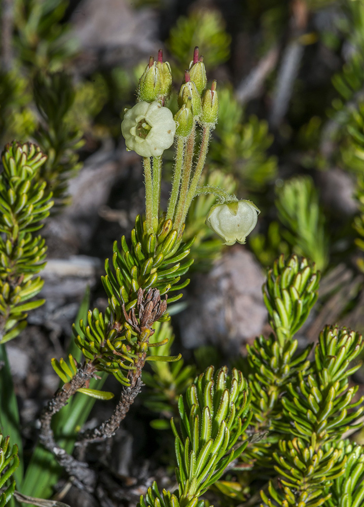 Image of Phyllodoce aleutica specimen.