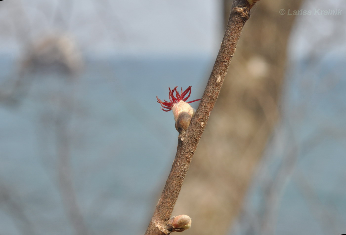 Image of Corylus mandshurica specimen.