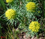 Euphorbia cyparissias