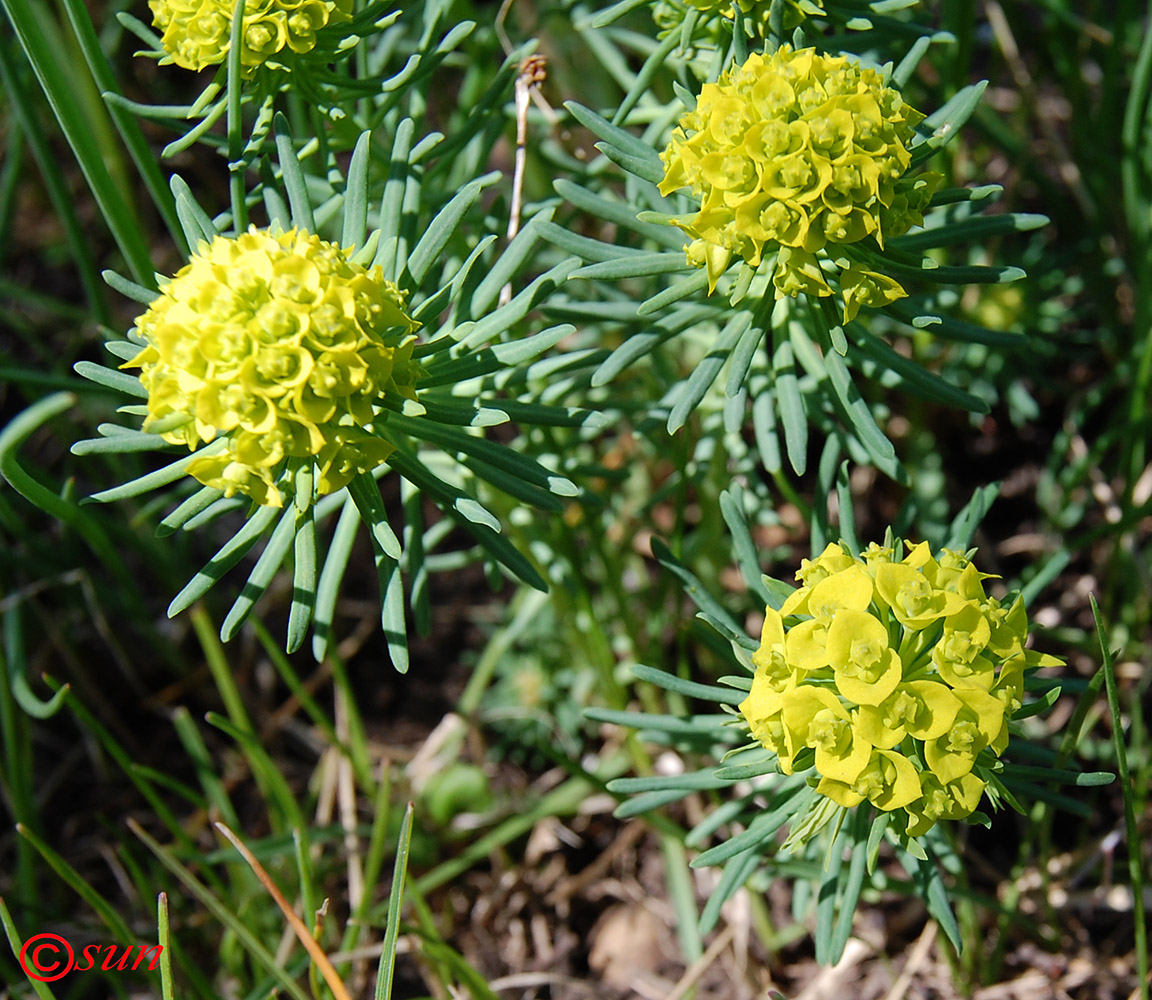 Изображение особи Euphorbia cyparissias.