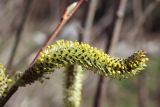 Salix pycnostachya