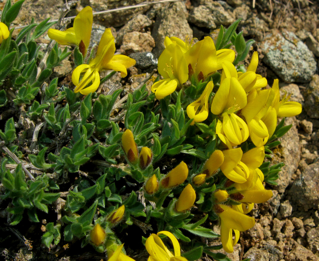 Изображение особи Genista albida.