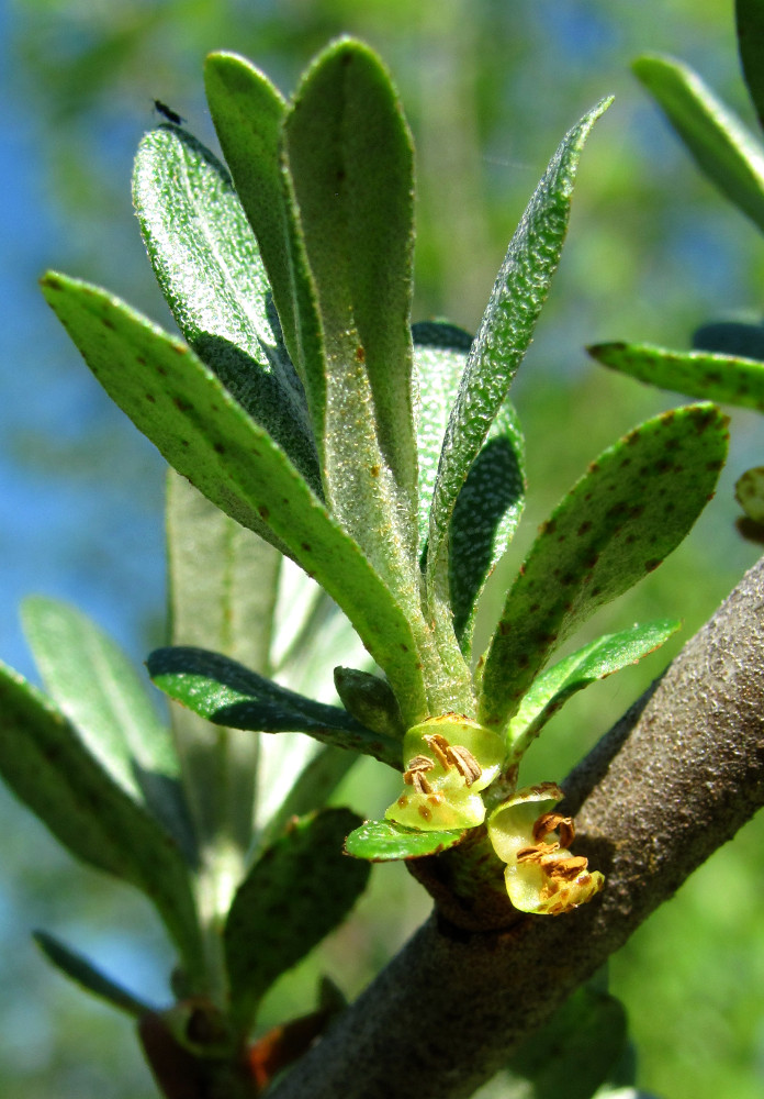 Изображение особи Hippophae rhamnoides.