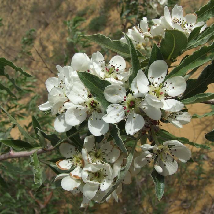 Image of Pyrus salicifolia specimen.