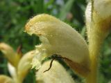 Orobanche caryophyllacea. Цветок (вид сбоку). Украина, Львовская обл., остепнённый луговой склон на выходах известняков. 9 июня 2009 г.