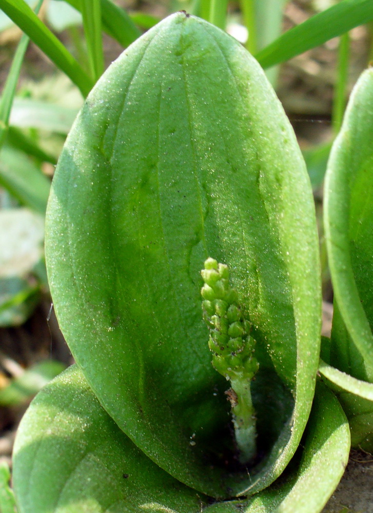 Image of Listera ovata specimen.