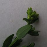 Image of taxon representative. Author is Наталия Шульц
