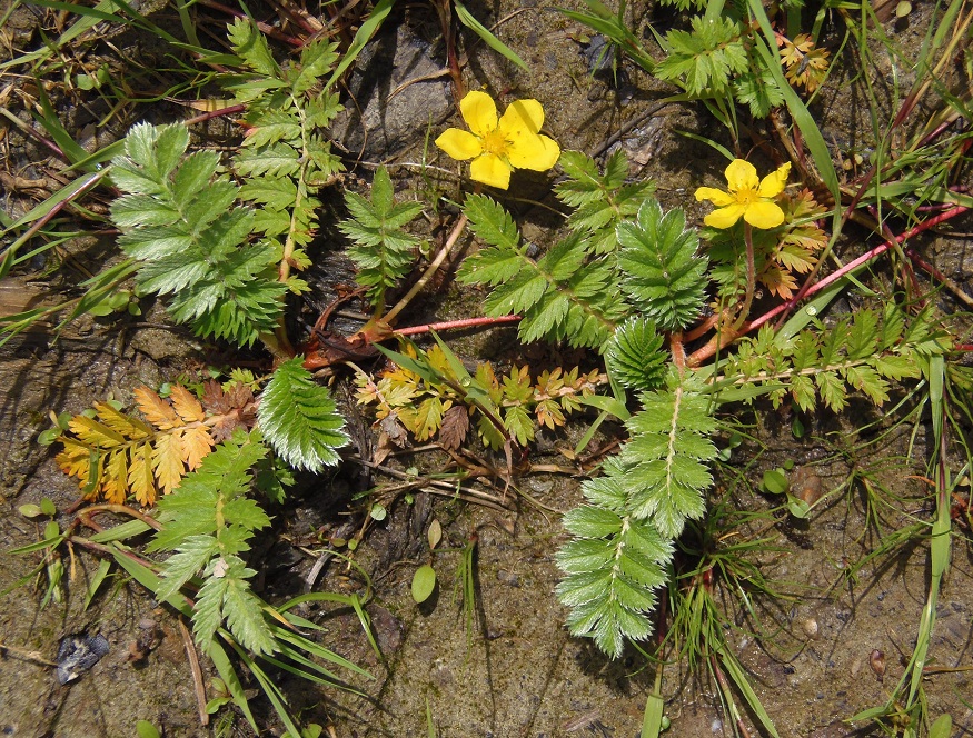 Image of Potentilla anserina specimen.