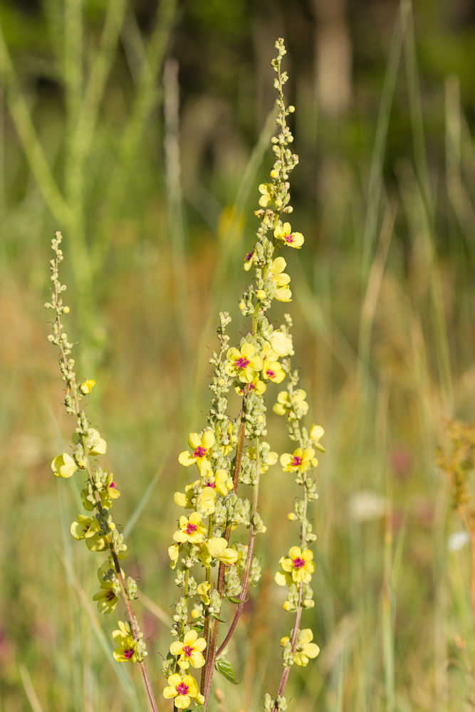 Image of Verbascum marschallianum specimen.