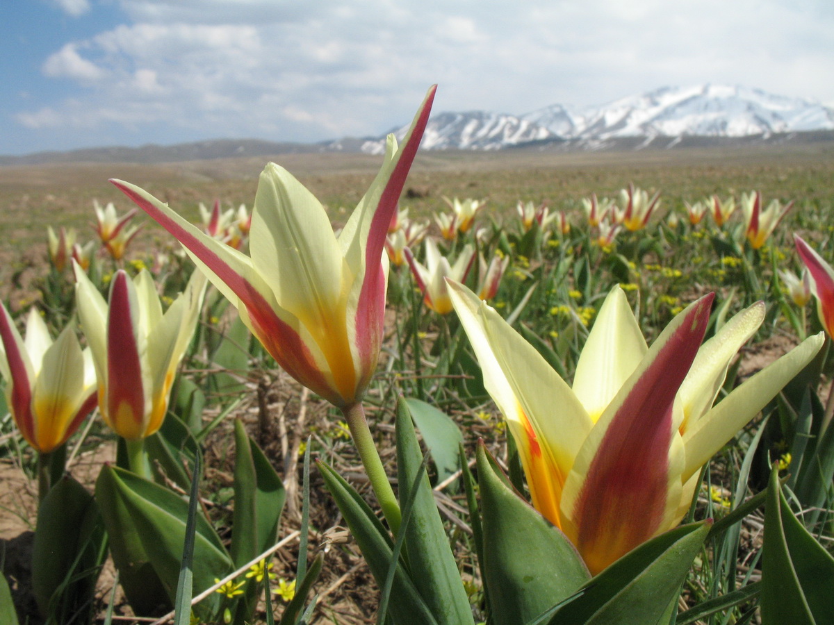 Изображение особи Tulipa berkariensis.