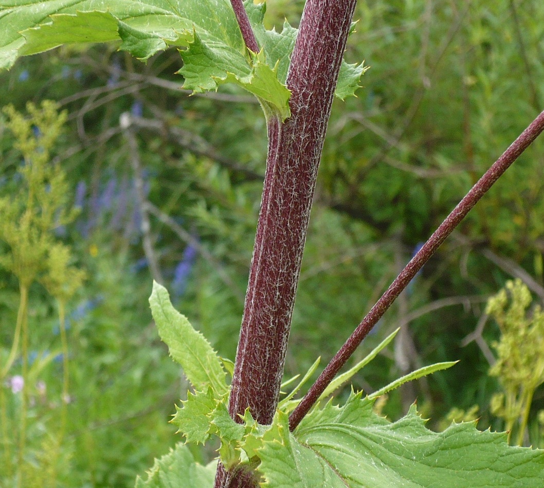 Image of Alfredia cernua specimen.