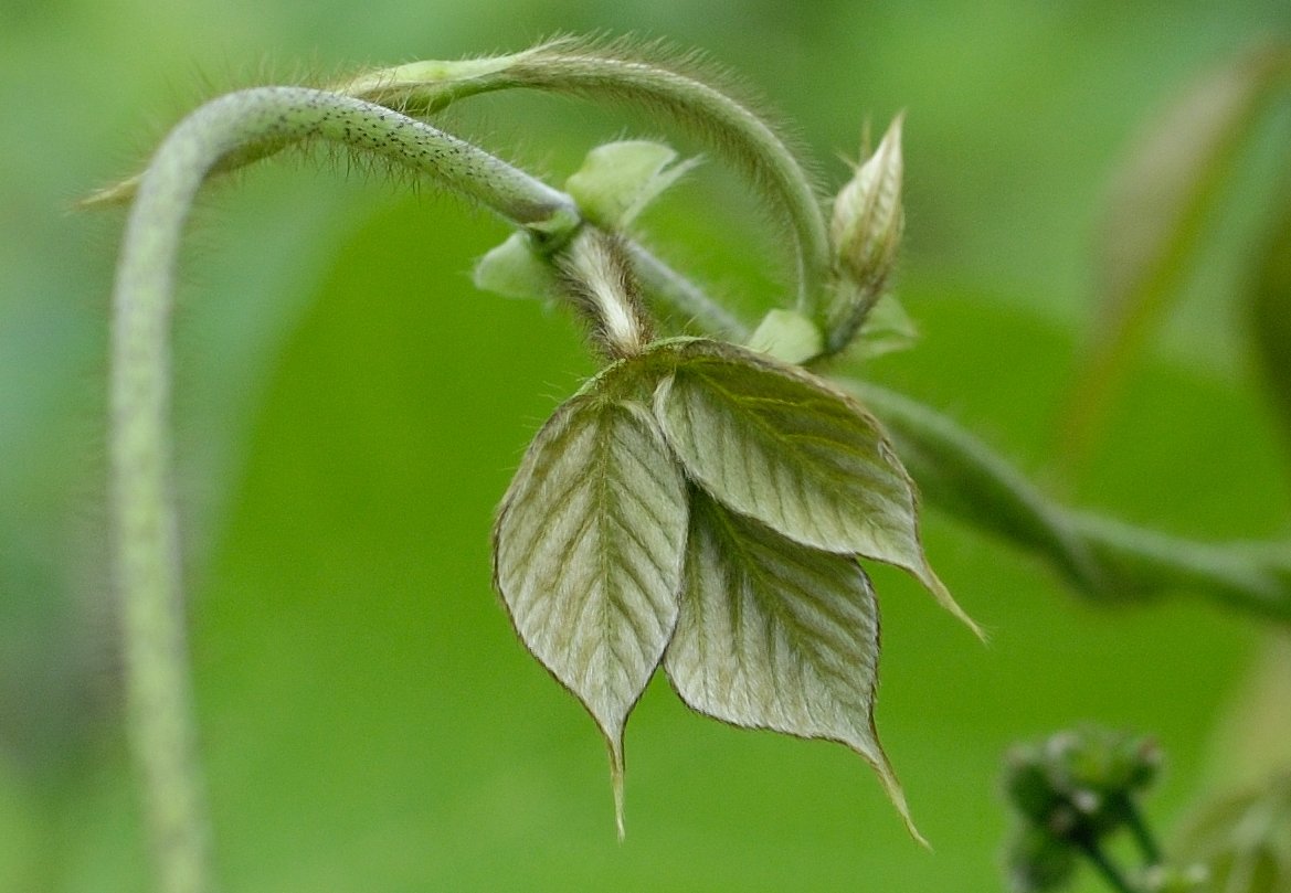 Изображение особи Pueraria lobata.