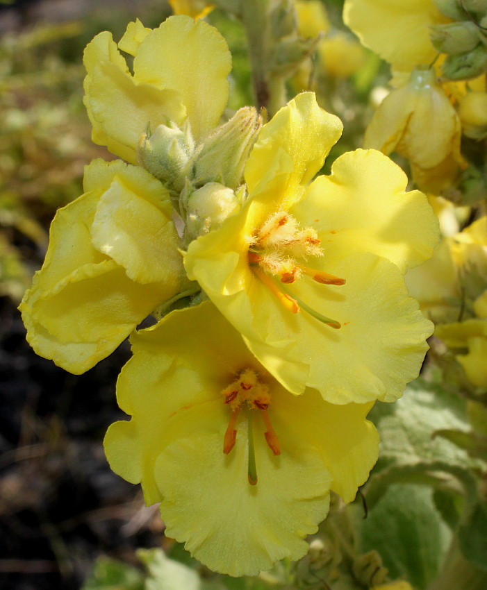 Image of genus Verbascum specimen.