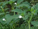 Datura stramonium