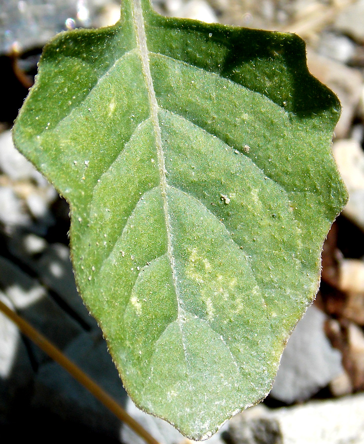 Изображение особи Solanum woronowii.