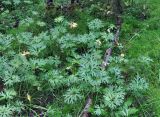 Anemonastrum biarmiense