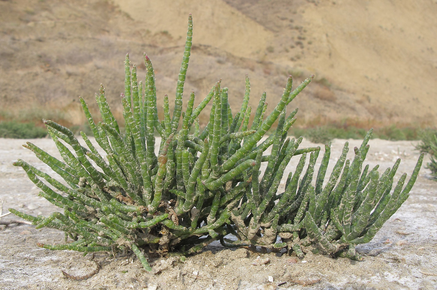 Изображение особи Salicornia perennans.
