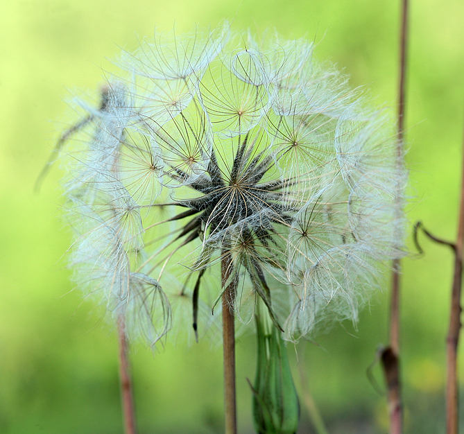 Изображение особи Tragopogon orientalis.