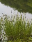 Carex canescens