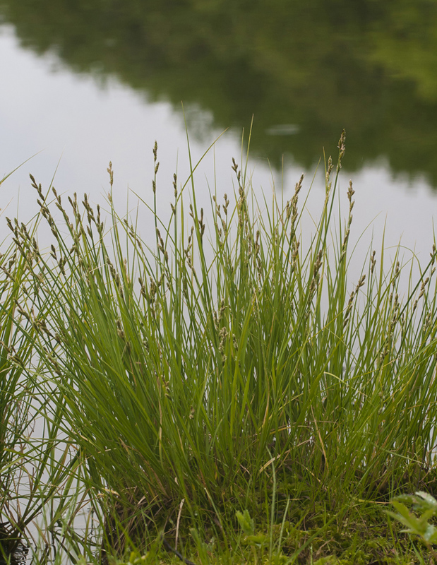 Изображение особи Carex canescens.