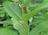 Asclepias syriaca