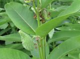 Смотреть изображение Asclepias syriaca